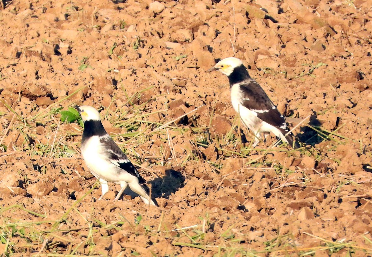 špaček černokrký - ML646476225