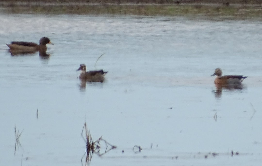 שרשיר צווארון - ML646476226