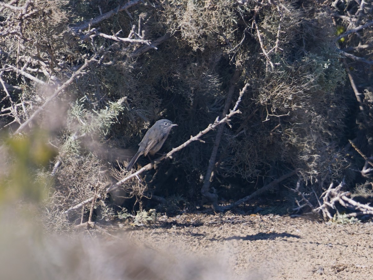 California Gnatcatcher - ML646476228