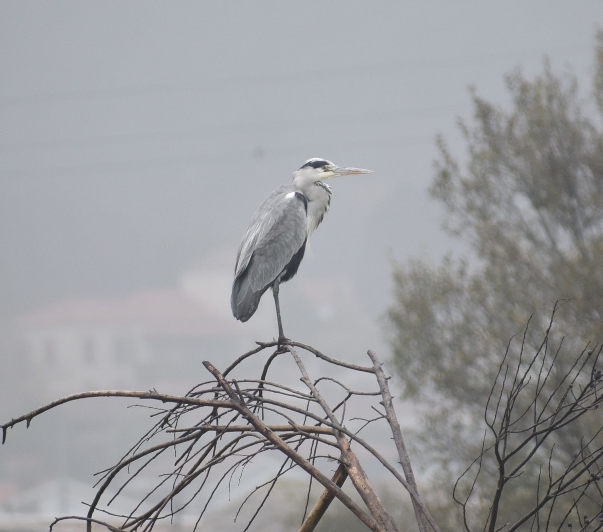 Gray Heron - ML646476229