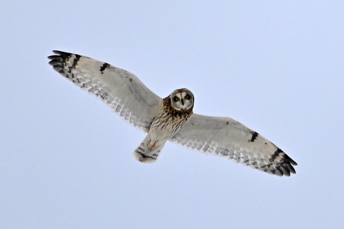 Хулгар гуйванга - ML646476231