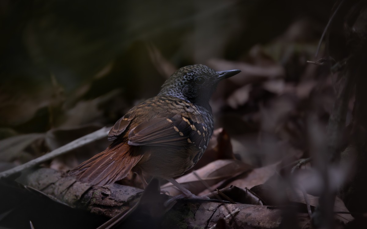 Hormiguero Festoneado - ML646476233