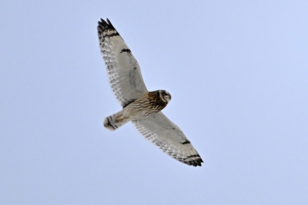 Хулгар гуйванга - ML646476238