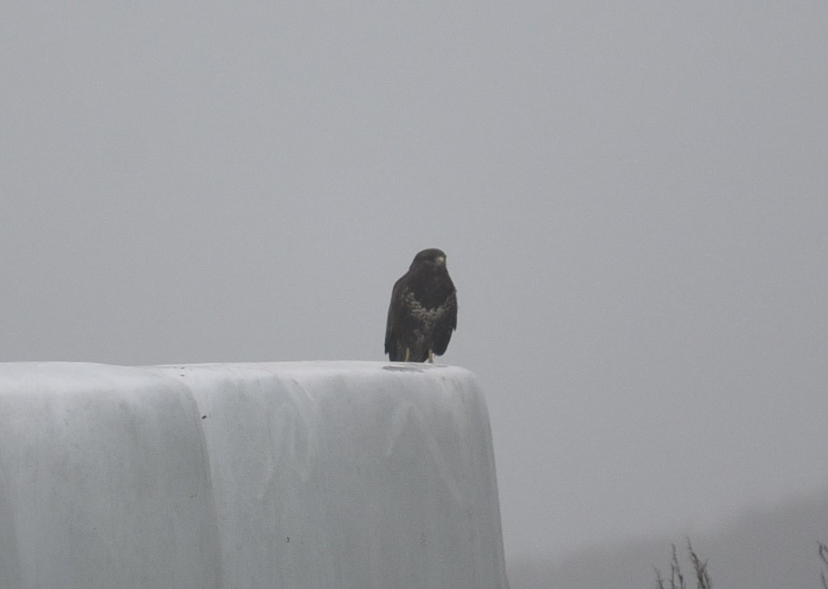 Buse variable - ML646476240