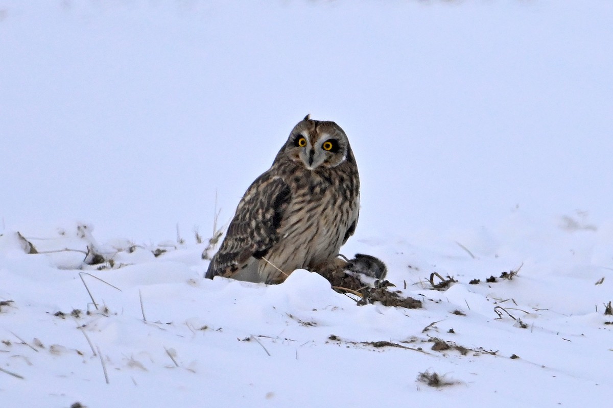 Хулгар гуйванга - ML646476242