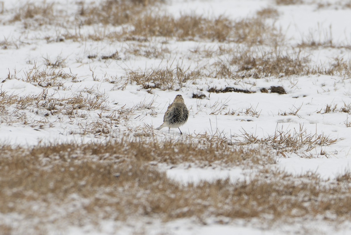 Chestnut-collared Longspur - ML646476243