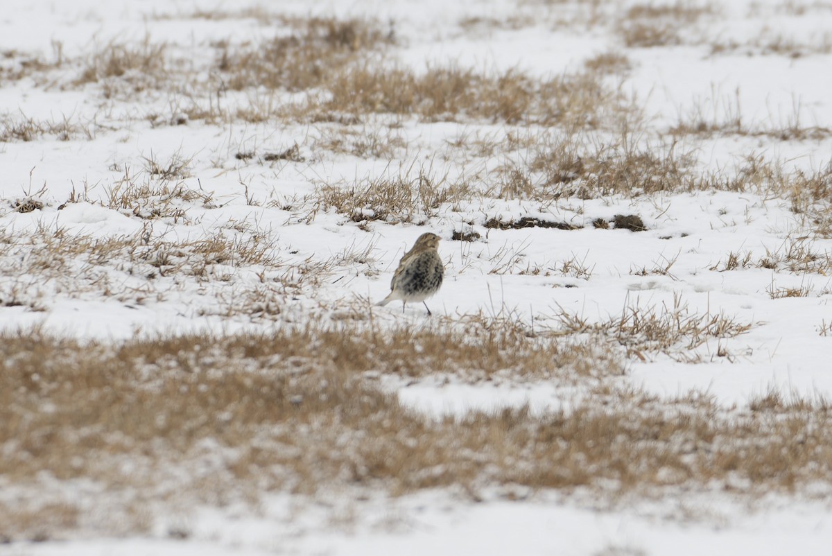 Chestnut-collared Longspur - ML646476244