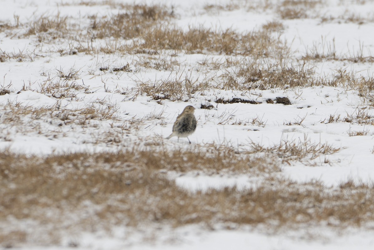 Chestnut-collared Longspur - ML646476245