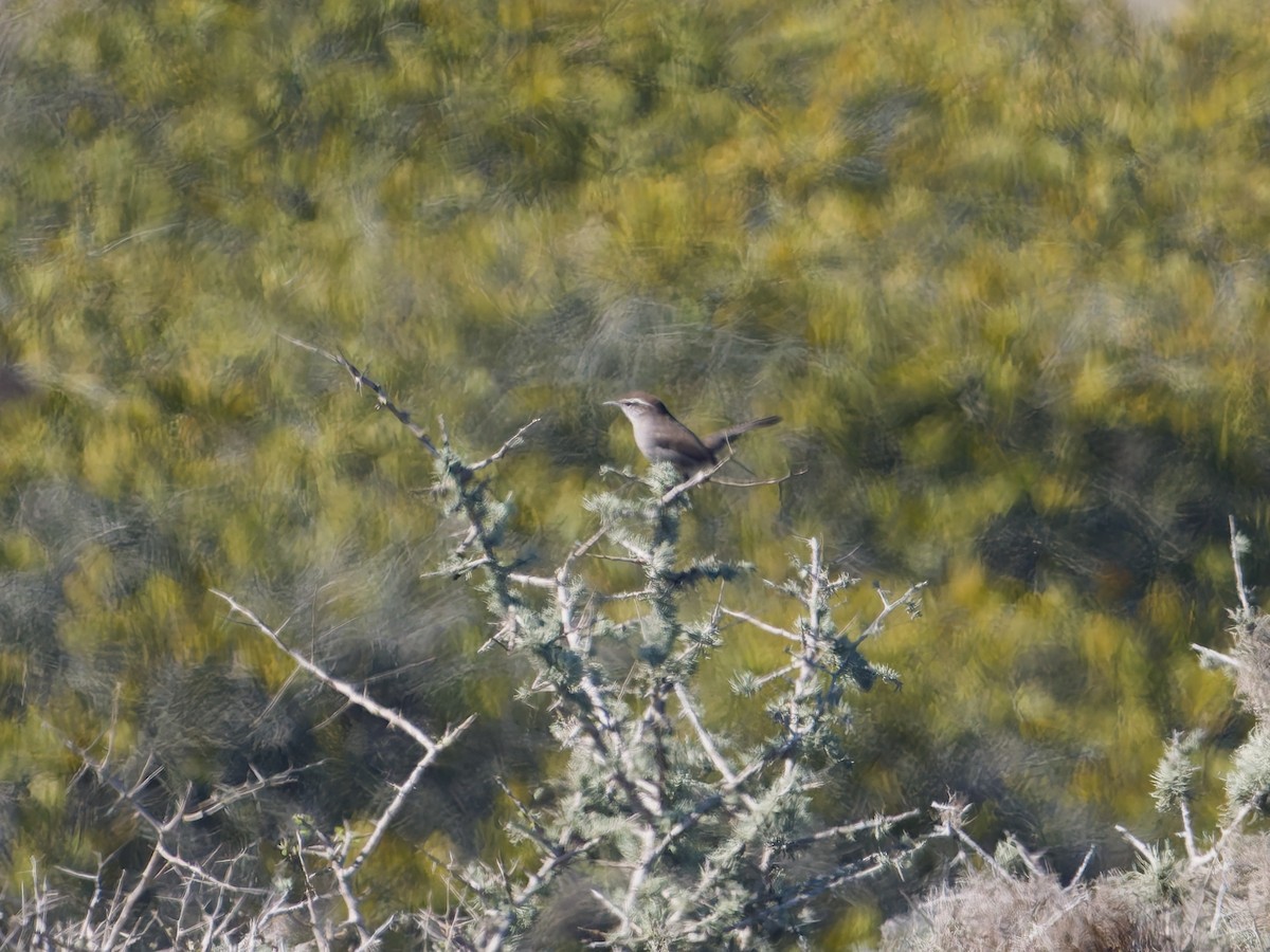 Підбуреник - ML646476246