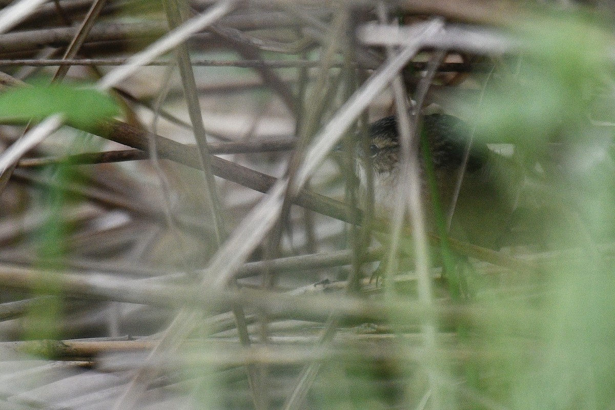 Sedge Wren - ML646476247