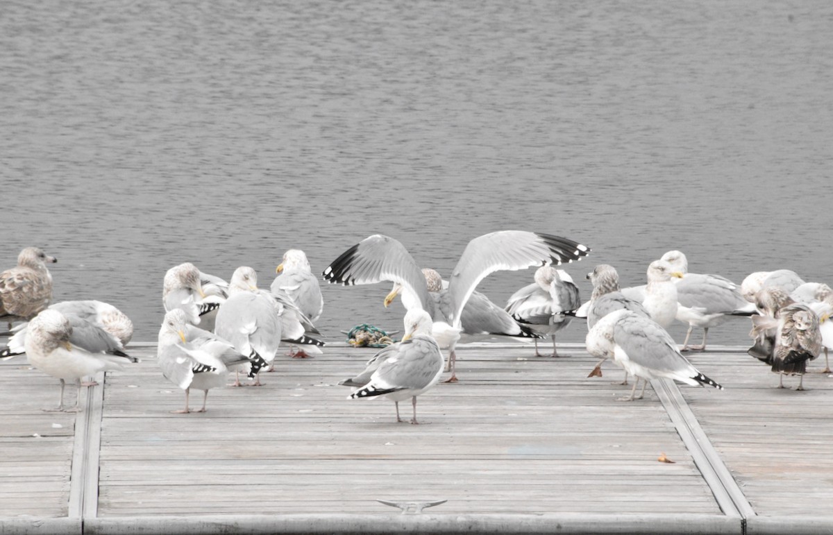 American Herring Gull - ML646476250