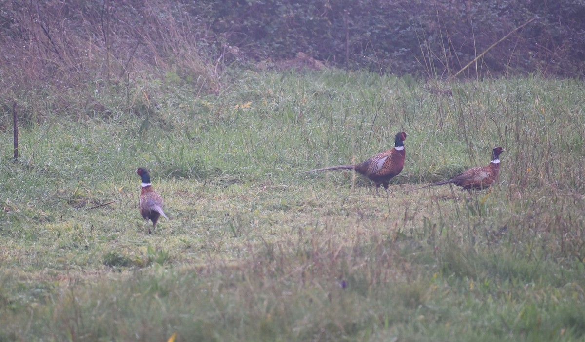 Ring-necked Pheasant - ML646476253