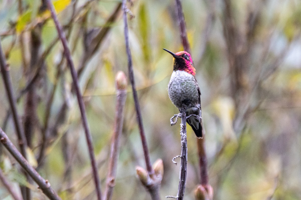 Anna's Hummingbird - ML646476254
