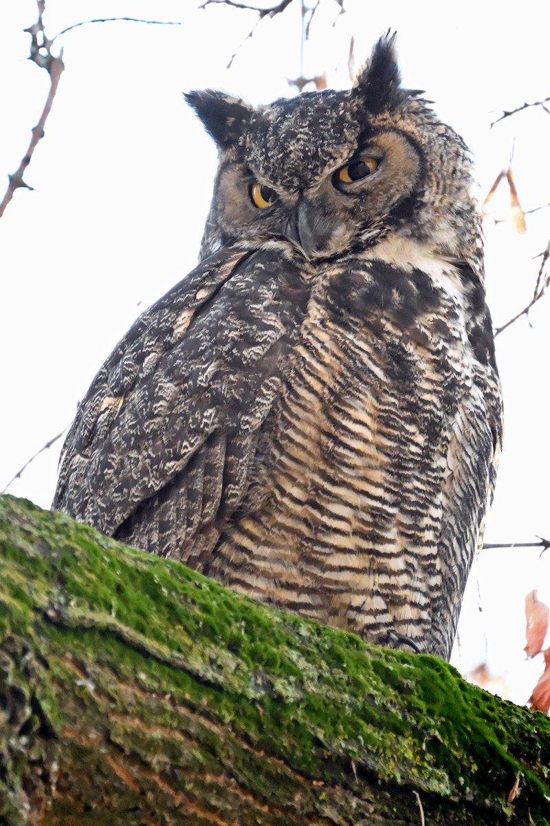 Great Horned Owl - ML646476255