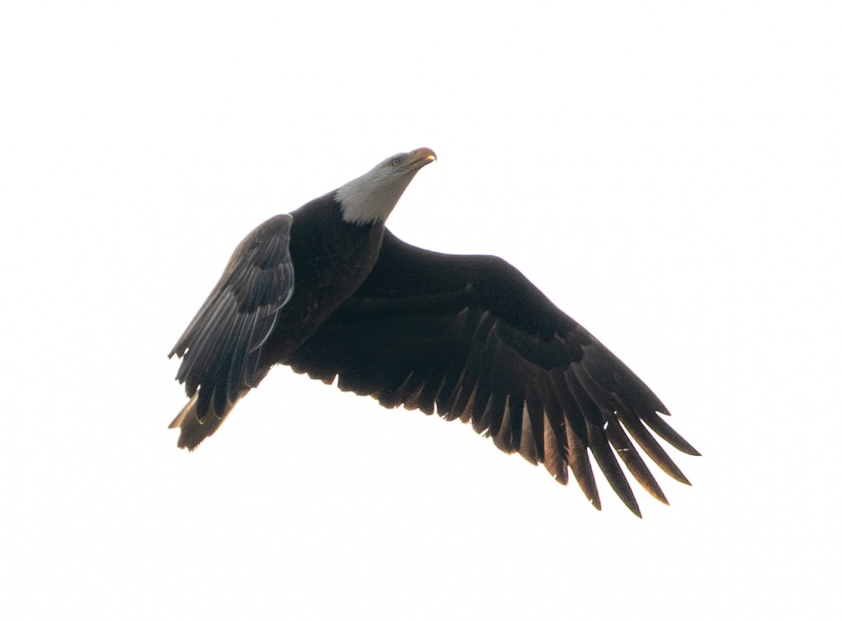 Bald Eagle - ML646476263