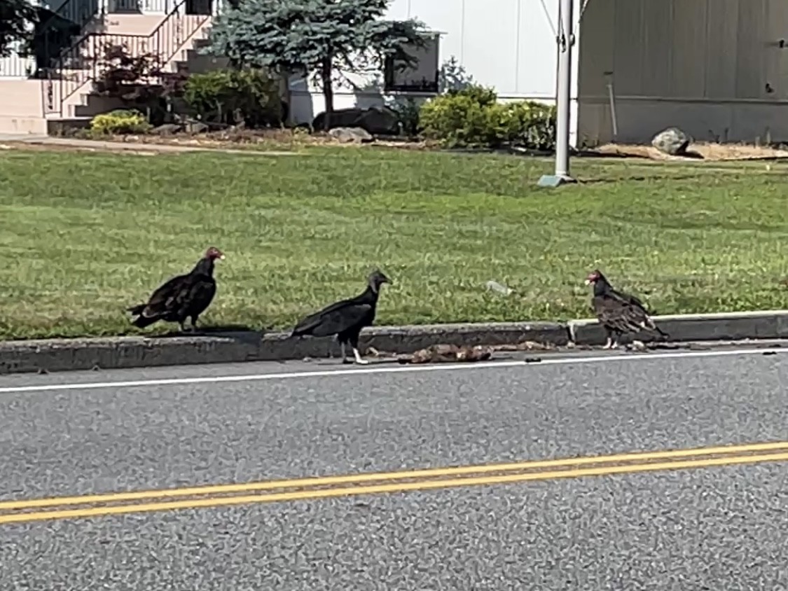 Turkey Vulture - ML646476264