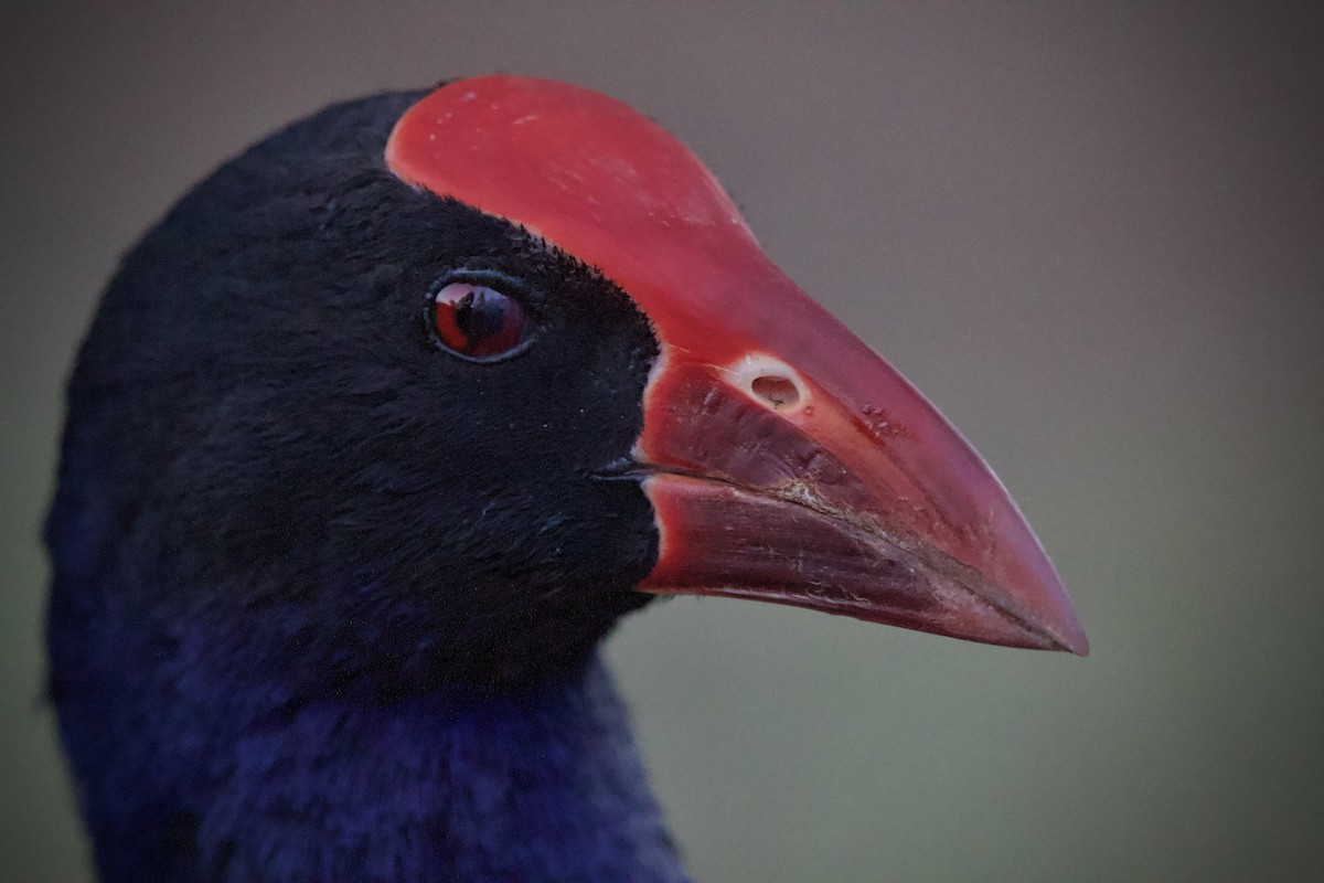 Australasian Swamphen - ML646476269