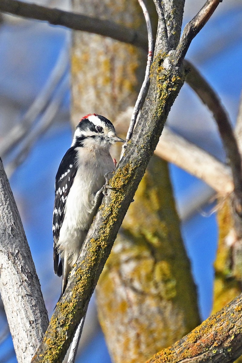 Downy Woodpecker - ML646476270