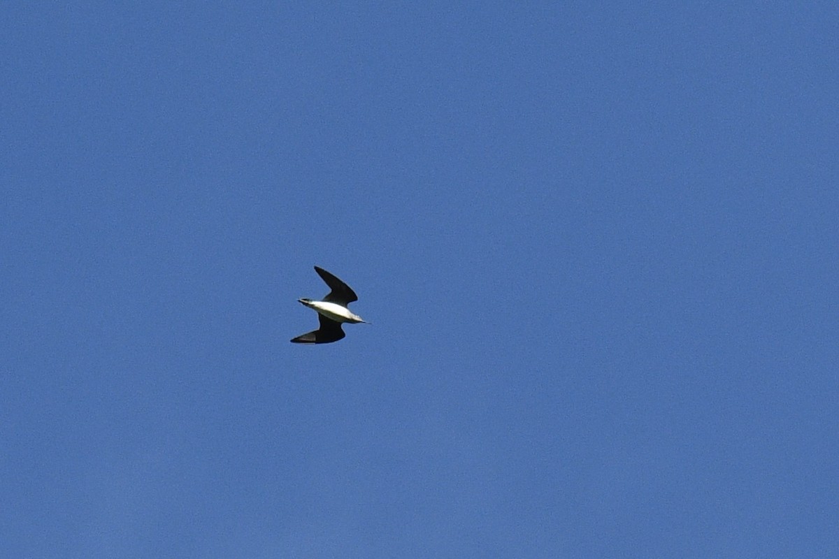 Solitary Sandpiper - ML646476271