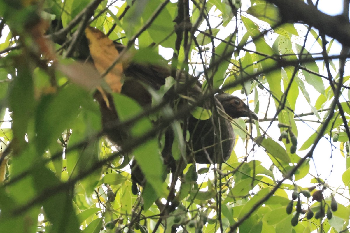 Red-faced Guan - ML646476279