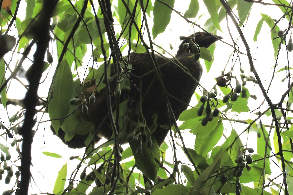 Red-faced Guan - ML646476280