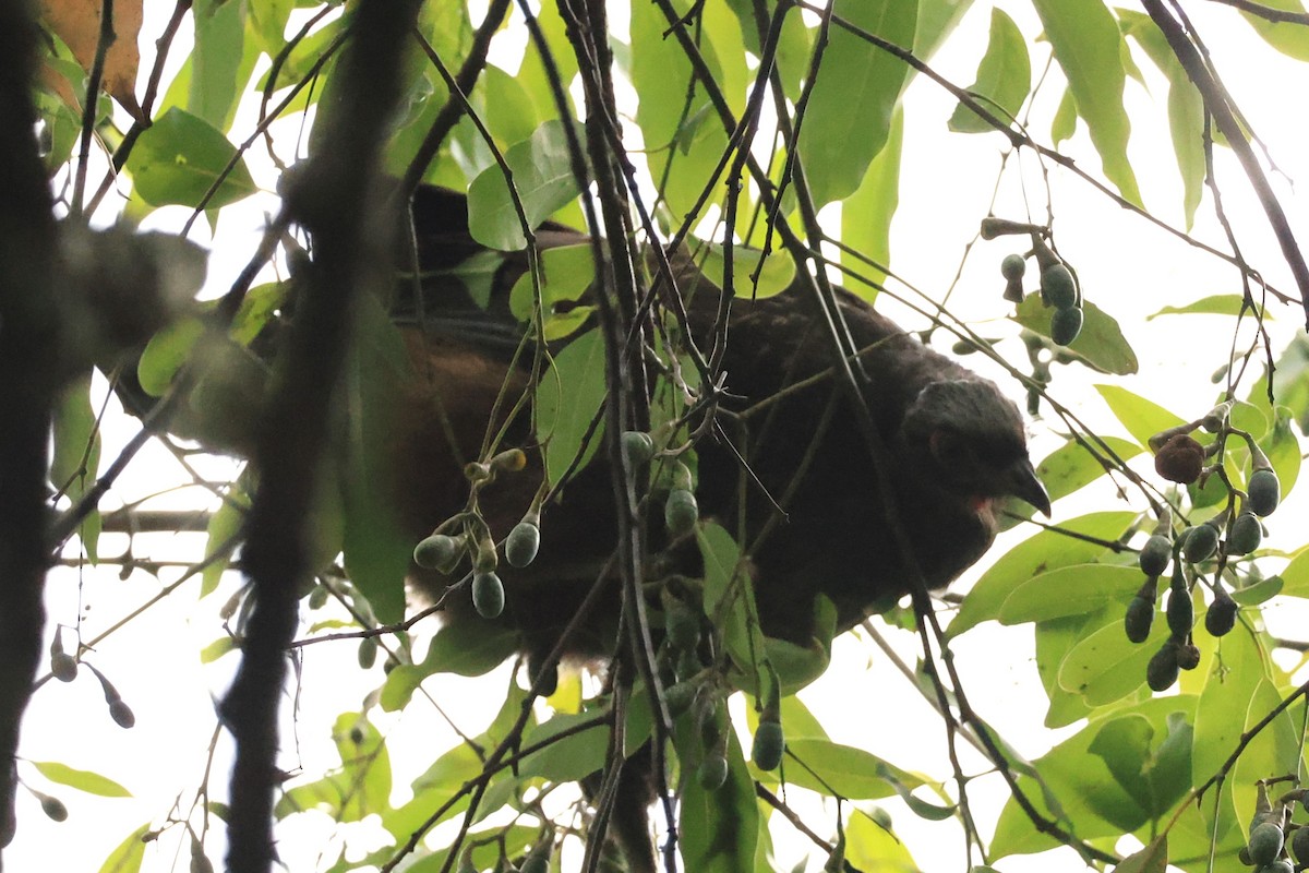 Red-faced Guan - ML646476281