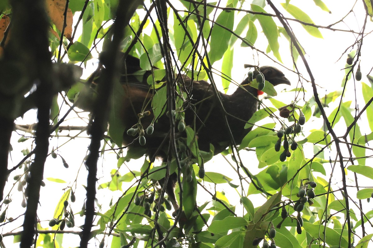 Red-faced Guan - ML646476282