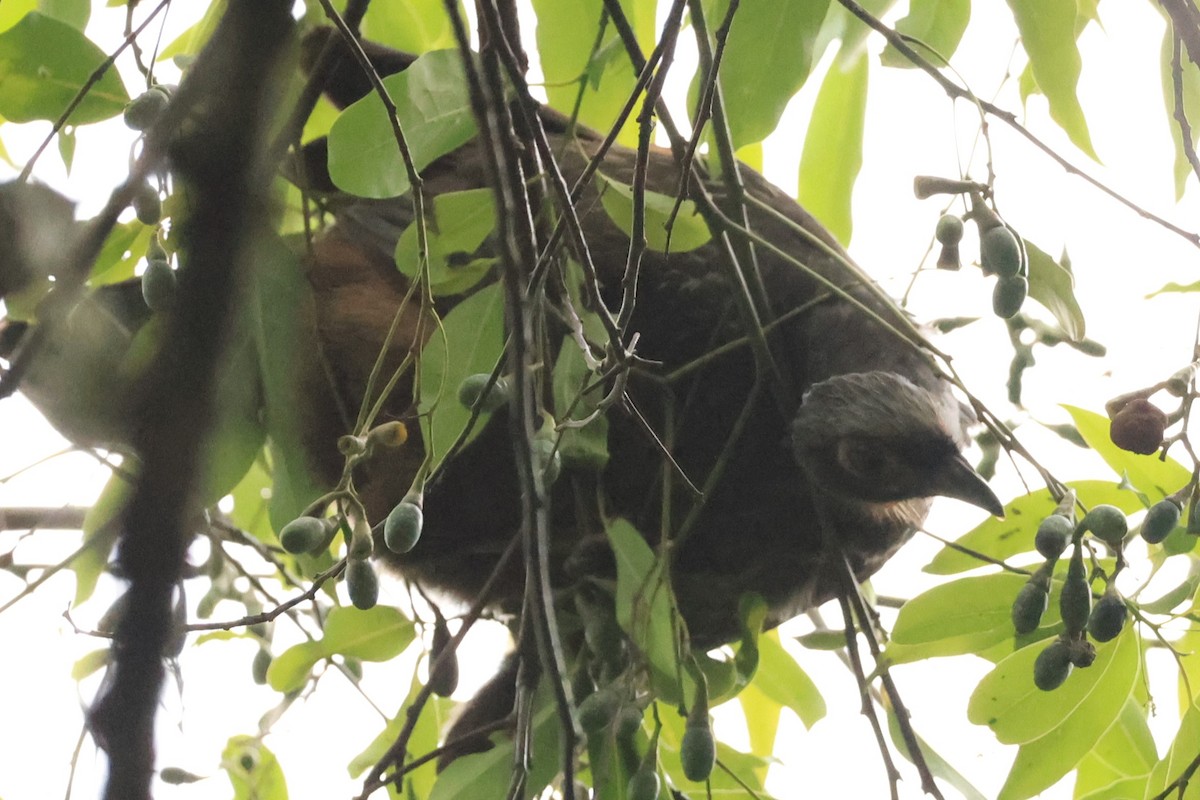 Red-faced Guan - ML646476283