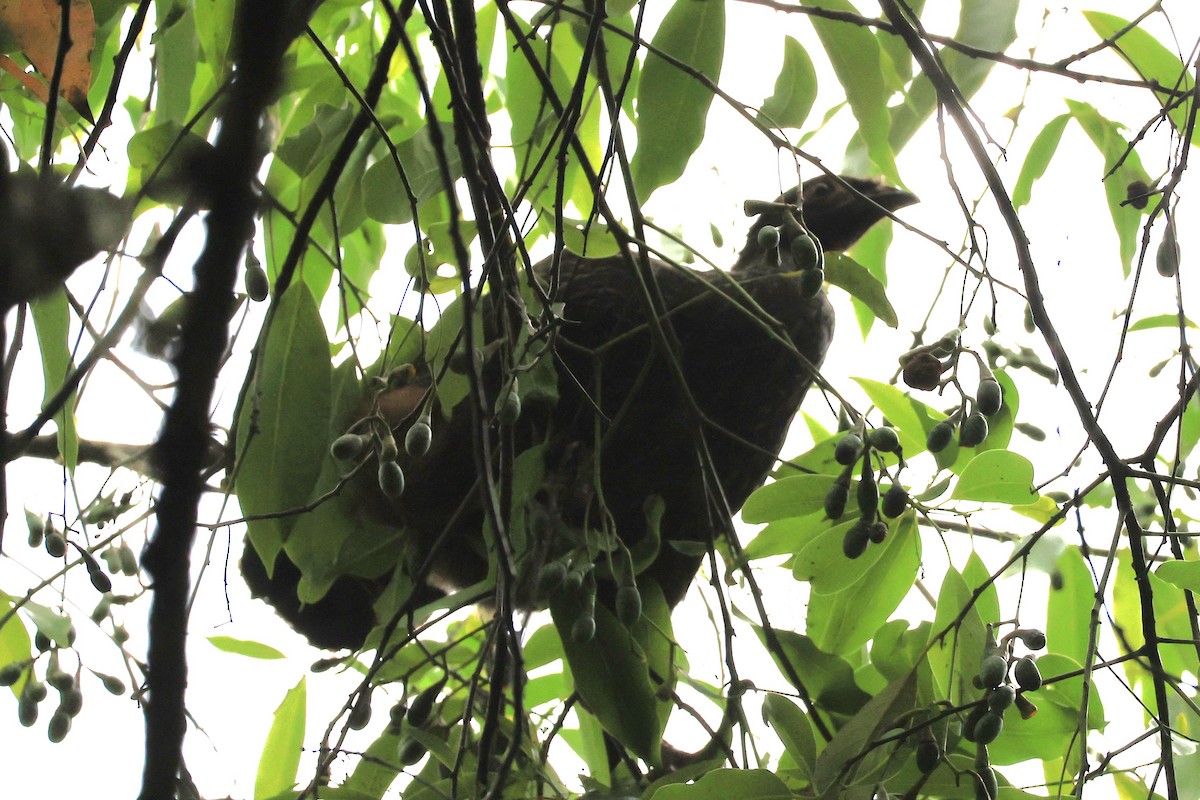 Red-faced Guan - ML646476284