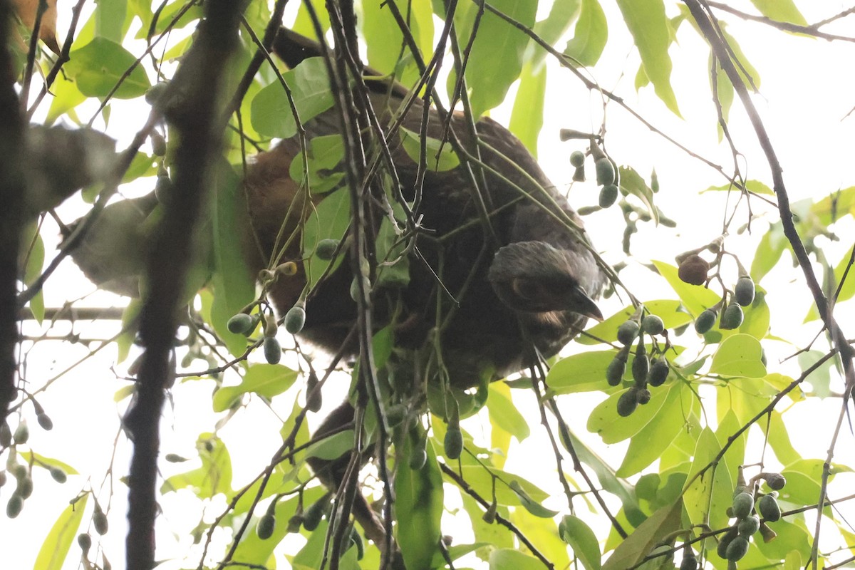 Red-faced Guan - ML646476285