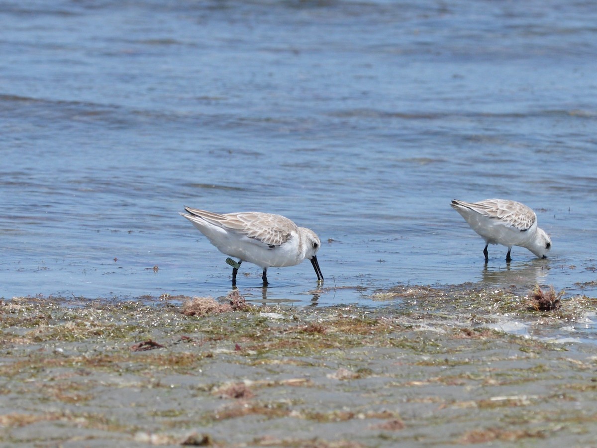 三趾濱鷸 - ML646476289