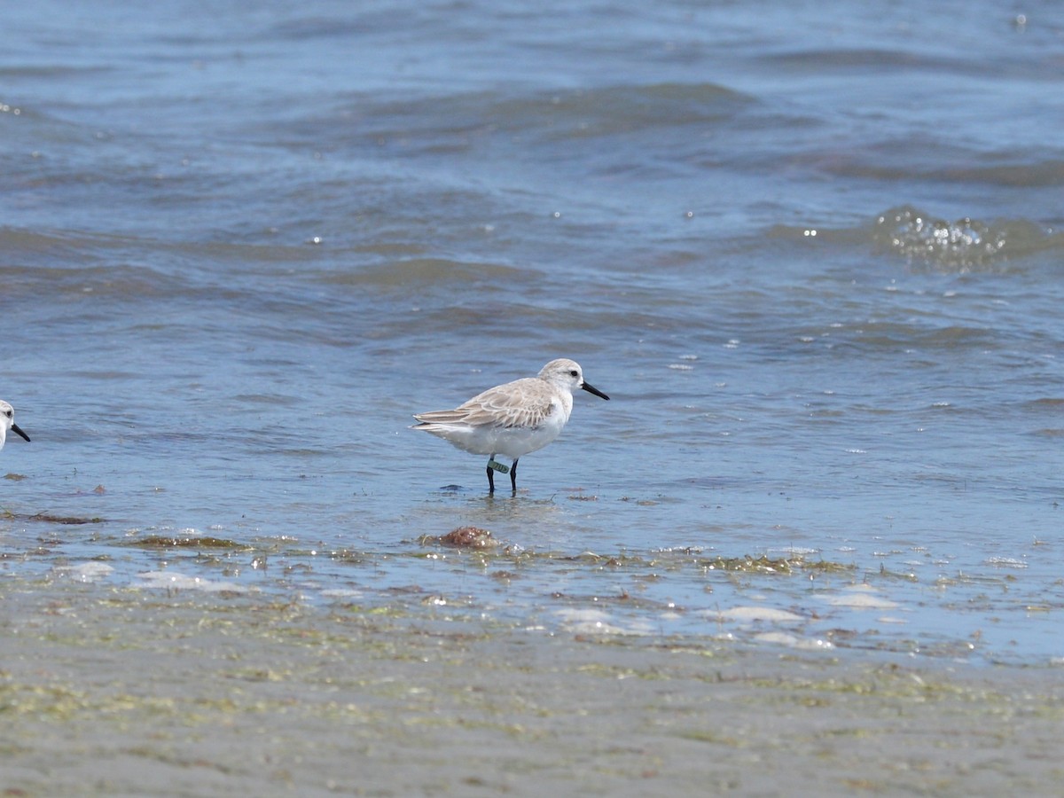 三趾濱鷸 - ML646476290