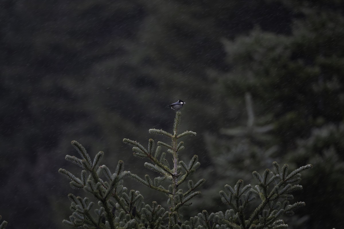 Rufous-vented Tit - ML646476291