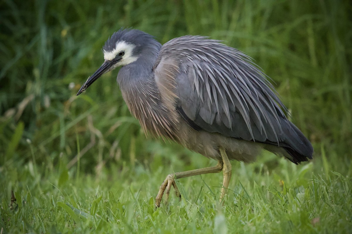 White-faced Heron - ML646476298