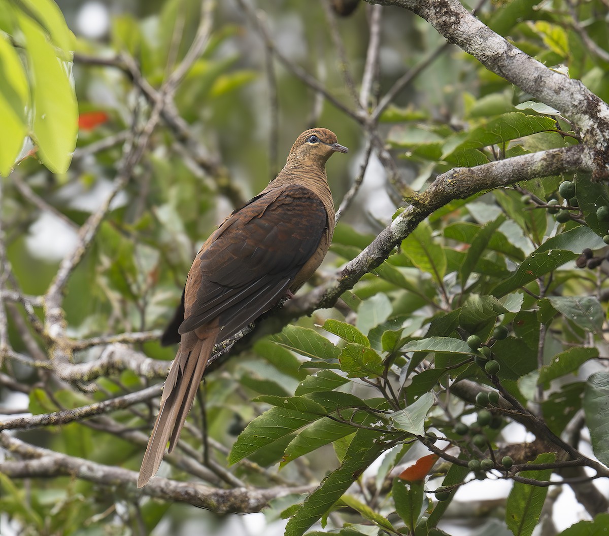 Kuckuckstaube - ML646476305