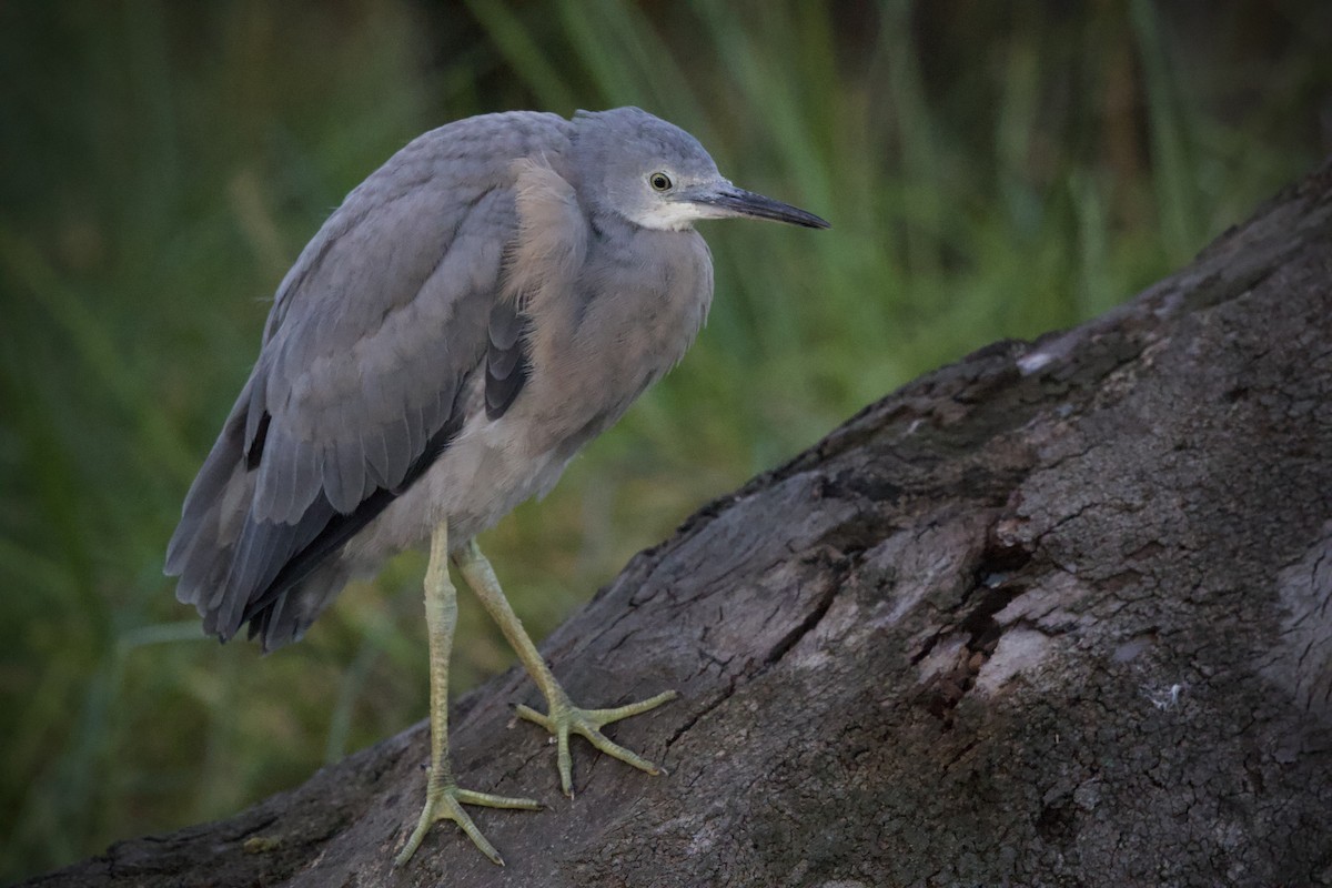 White-faced Heron - ML646476310