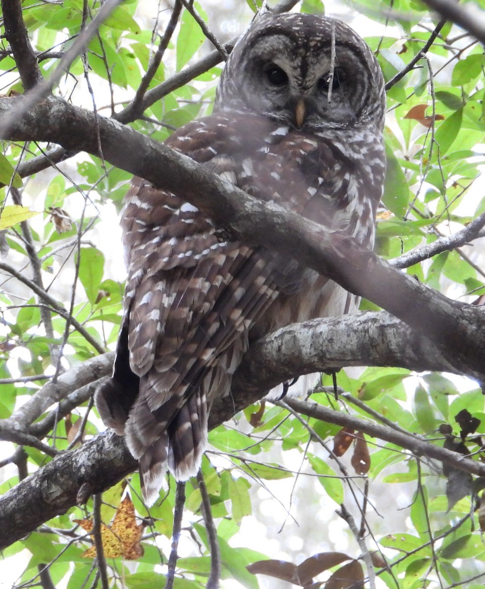 Barred Owl - ML646476312
