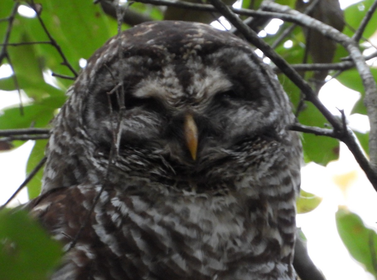 Barred Owl - ML646476313
