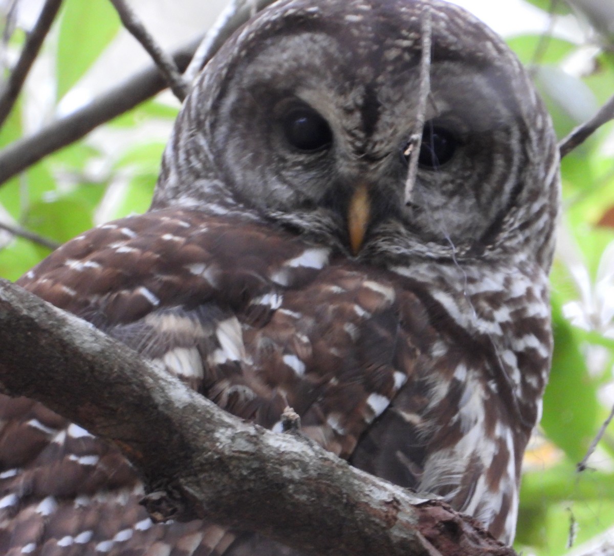 Barred Owl - ML646476315