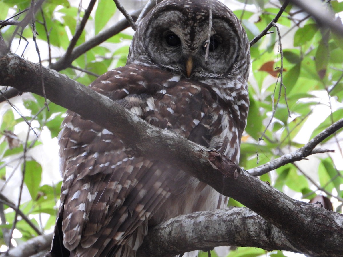 Barred Owl - ML646476317