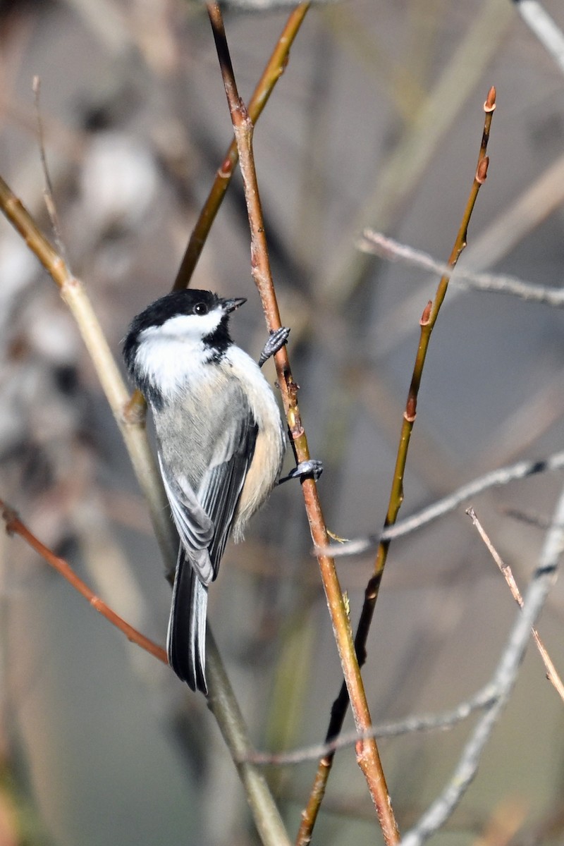 Black-capped Chickadee - ML646476318