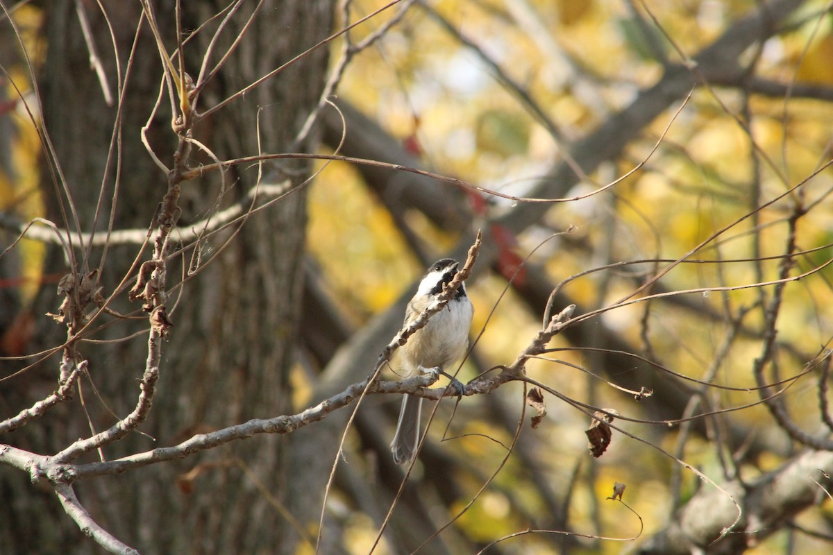 Black-capped Chickadee - ML646476324