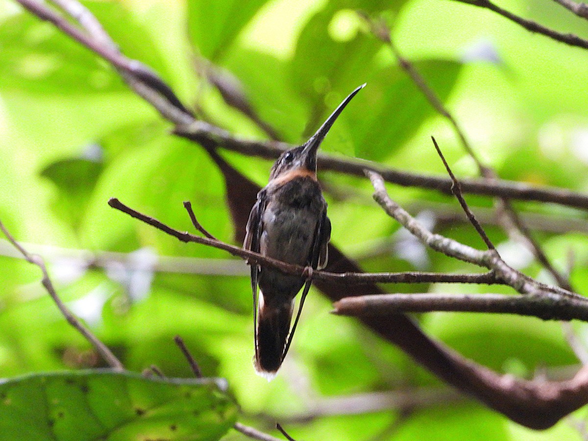 Pale-tailed Barbthroat - ML646476326