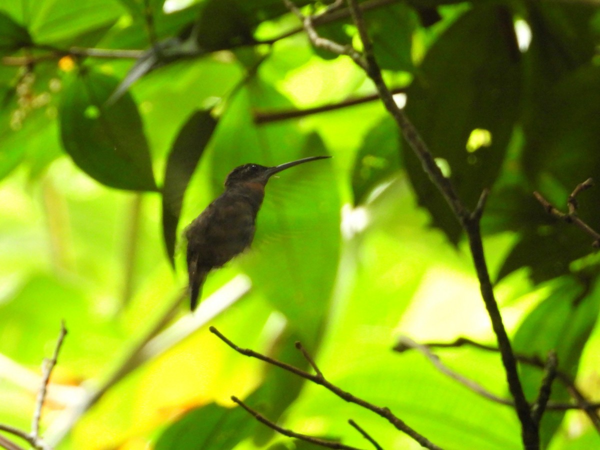 Pale-tailed Barbthroat - ML646476327