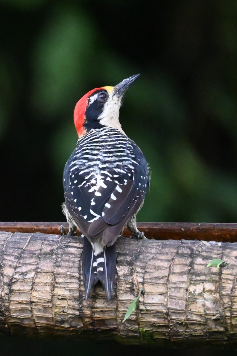 datel černolící - ML646476330