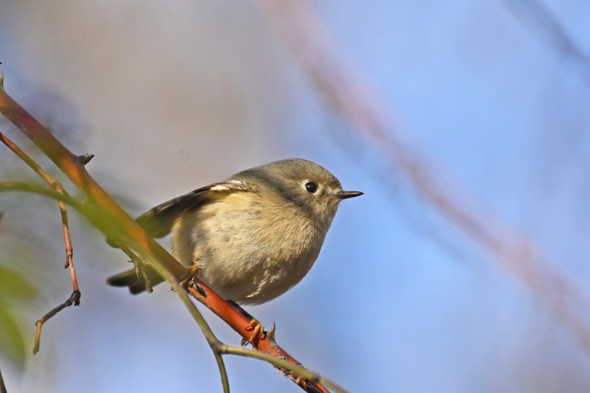 Ruby-crowned Kinglet - ML646476331
