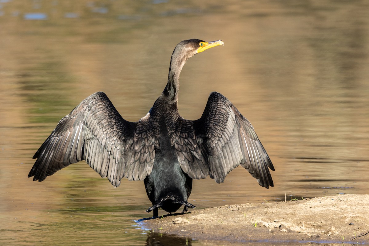 Double-crested Cormorant - ML646476332