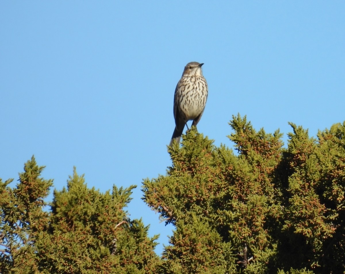 Sage Thrasher - ML646476337