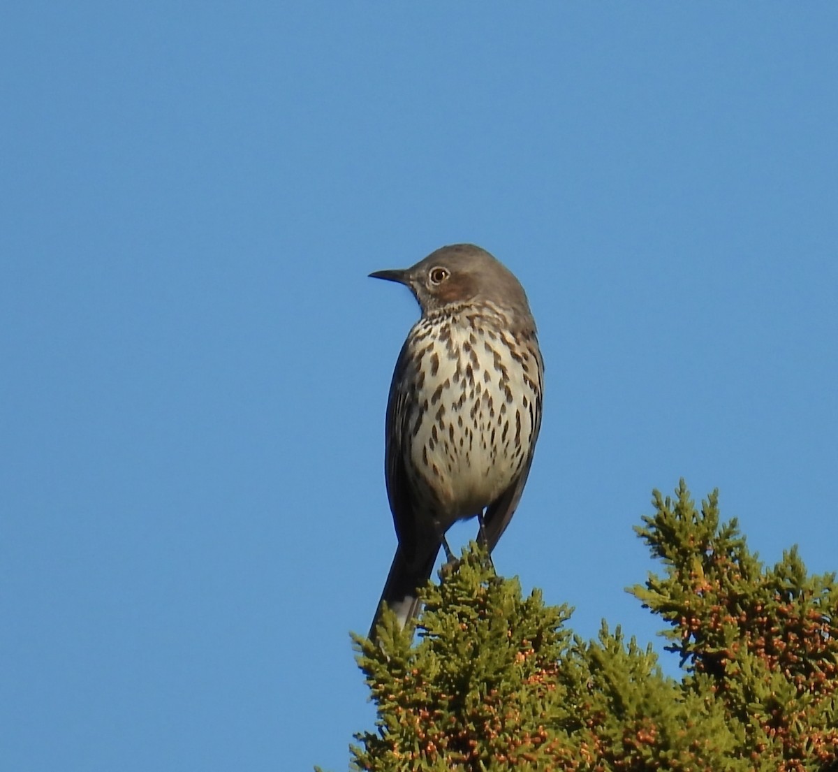 Sage Thrasher - ML646476338