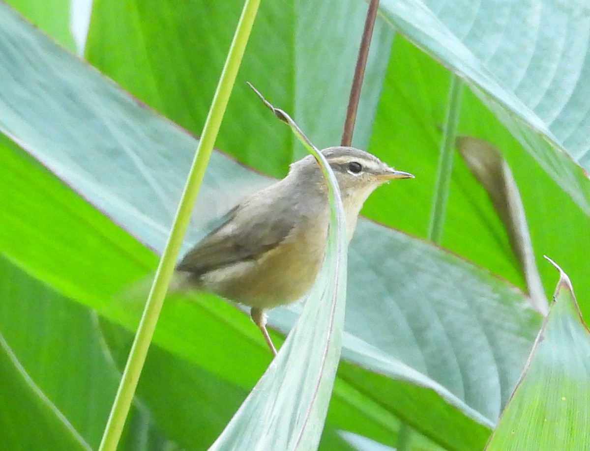 budníček temný - ML646476339